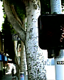 Filename=Destiny_s_Child_-_Bug_A_Boo_H-town_Screwed_Mix_flv1211.png
Filesize=321KiB
Dimensions=640x480
Date added=Aug 01, 2012 Destiny_s_Child_-_Bug_A_Boo_H-town_Screwed_Mix_flv1211.png
