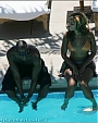 Filename=pool50.jpeg
Filesize=51KiB
Dimensions=550x518
Date added=Dec 30, 2011 pool50.jpeg