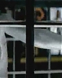 Filename=Beyonc_-_Get_Me_Bodied_OFFICIAL_MUSIC_VIDEO_flv5373.jpg
Filesize=36KiB
Dimensions=800x600
Date added=Aug 06, 2012 Beyonc_-_Get_Me_Bodied_OFFICIAL_MUSIC_VIDEO_flv5373.jpg