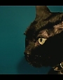 Filename=Beyonc_-_Kitty_Kat_flv4022.jpg
Filesize=26KiB
Dimensions=854x480
Date added=Aug 06, 2012 Beyonc_-_Kitty_Kat_flv4022.jpg