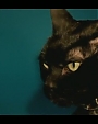 Filename=Beyonc_-_Kitty_Kat_flv4023.jpg
Filesize=25KiB
Dimensions=854x480
Date added=Aug 06, 2012 Beyonc_-_Kitty_Kat_flv4023.jpg