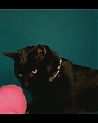 Filename=Beyonc_-_Kitty_Kat_flv4028.jpg
Filesize=20KiB
Dimensions=854x480
Date added=Aug 06, 2012 Beyonc_-_Kitty_Kat_flv4028.jpg