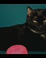 Filename=Beyonc_-_Kitty_Kat_flv4031.jpg
Filesize=21KiB
Dimensions=854x480
Date added=Aug 06, 2012 Beyonc_-_Kitty_Kat_flv4031.jpg