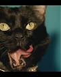 Filename=Beyonc_-_Kitty_Kat_flv4034.jpg
Filesize=27KiB
Dimensions=854x480
Date added=Aug 06, 2012 Beyonc_-_Kitty_Kat_flv4034.jpg