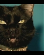 Filename=Beyonc_-_Kitty_Kat_flv4035.jpg
Filesize=25KiB
Dimensions=854x480
Date added=Aug 06, 2012 Beyonc_-_Kitty_Kat_flv4035.jpg