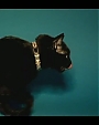 Filename=Beyonc_-_Kitty_Kat_flv4043.jpg
Filesize=19KiB
Dimensions=854x480
Date added=Aug 06, 2012 Beyonc_-_Kitty_Kat_flv4043.jpg