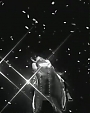 Beyonc_-_Suga_Mama_flv0360.jpg