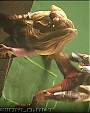 Filename=lmbshoot24.jpg
Filesize=41KiB
Dimensions=600x398
Date added=Jan 25, 2012 lmbshoot24.jpg